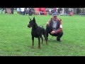 Dobermann Star 2013 - males