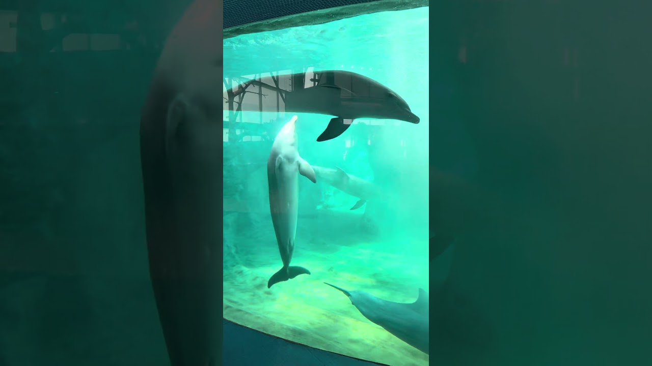Dolphins Put on a Show! 🐬