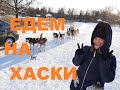 Едем на Хаски