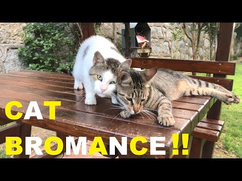 cat-bromance-!!