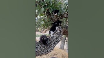 Kittens Climbing Oak Tree #kitten #pet #cuteanimals #cat #feline