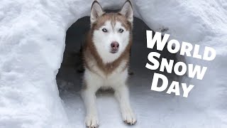 Happy World Snow Day from Laika the Husky!