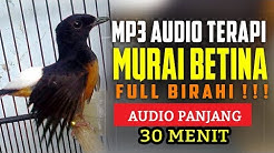 Suara Burung Murai Betina Birahi MP3 Full Audio Terapi - Durasi: 35:46. Suara Burung Murai Betina Birahi MP3 Full Audio Terapi - Durasi: 35:46.