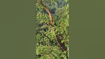 Man cutting tree branch  #srilanka #tree