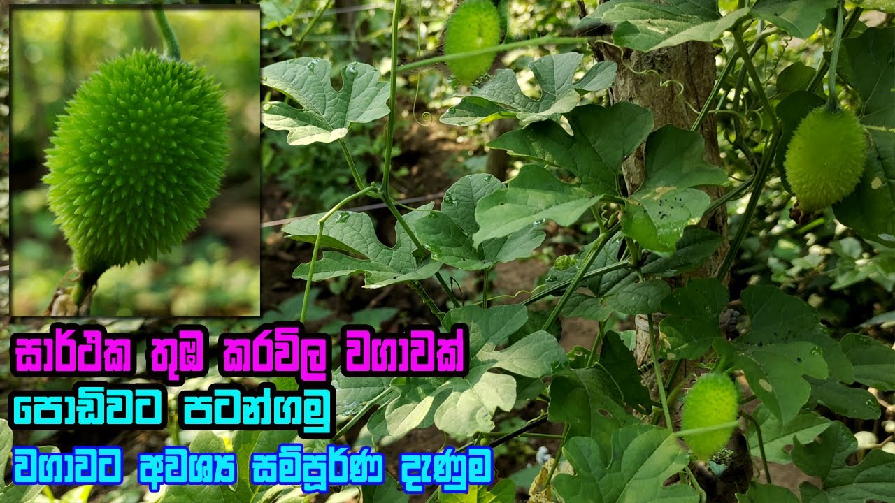 තුඹ කරවිල වගාව මුල සිට අග දක්වා සියලු උපදෙස් | thumba karawila wagawa sinhala | Sweet Bitter Gourd