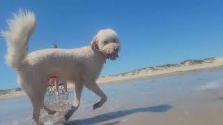 This Dog Loves The Beach!