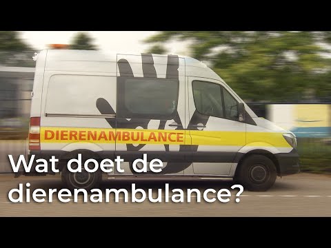 Video: Wat Gebeurt Er Echt In De Achterkamers Van Dierenziekenhuizen