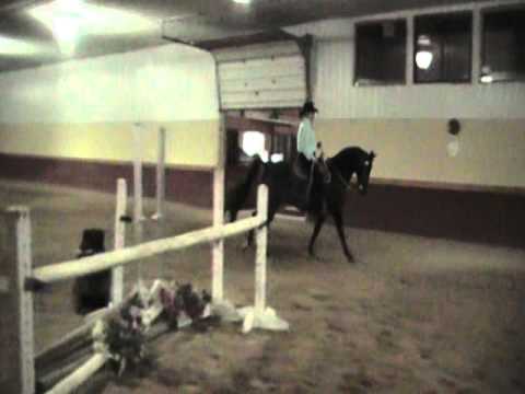 Tucker - VVM Mandalay Bay 1998 Morgan Gelding For ...