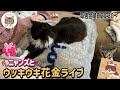 毎週金曜日はニャンズとウッキウキ花金ライブ（プレゼントが当たるよ）