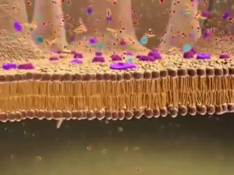 Membrane   Transport  Animation