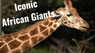 Giraffes, Okapi, and their extinct relatives