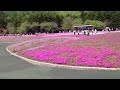 Pink Moss Festival at Lake Motosu, one of Fuji 5 lakes