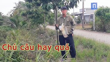 Câu cá rô đồng, mùa nước nổi cá bự giật công cần.