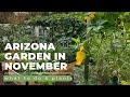 ARIZONA GARDEN in NOVEMBER: What TO DO & PLANT