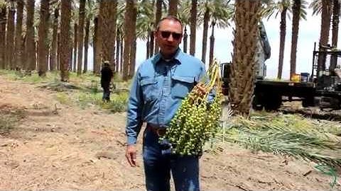 When is Date Season? and How are Dates Harvested?