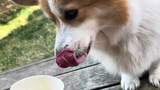 Corgi ASMR