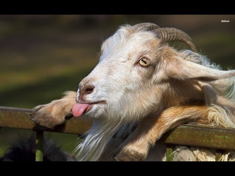 funniest-talking-goats-videos/funny-goat-compilation/funny-animal-world/2018