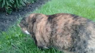 A Cat's Guide to Grass Munching