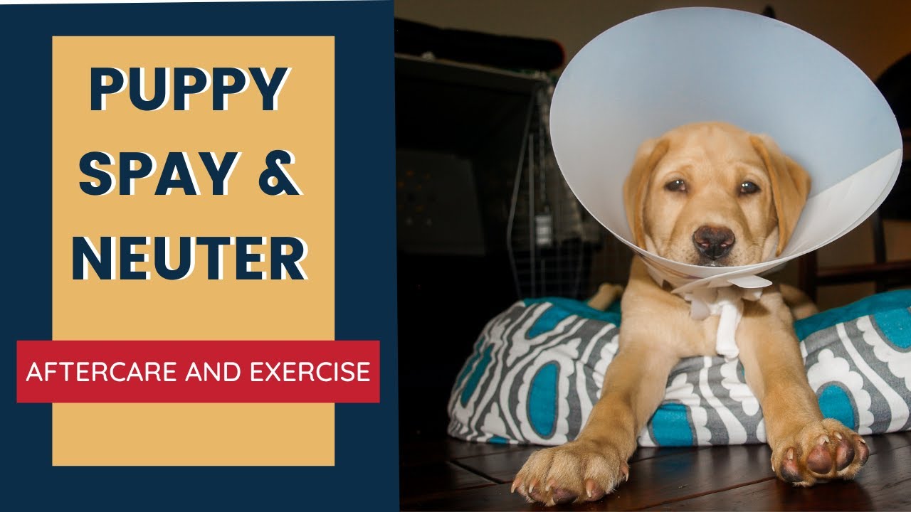 Puppy Spay And Neuter Aftercare And Exercise