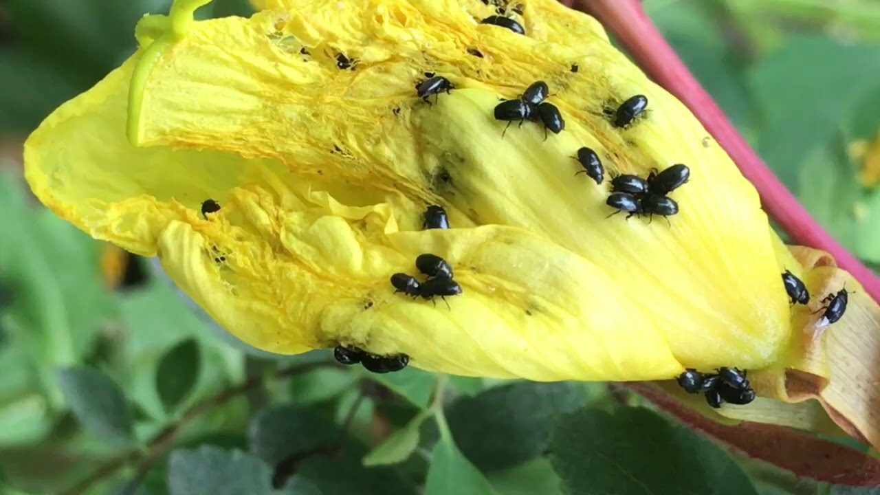 Rami Vierula - 'Hiljaisuuden Takana' (video)