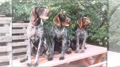German Wirehaired Pointer Temperament