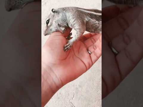 السنجاب المغربي بدون قفص يحب