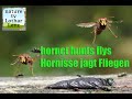 hornet hunts flys - spectacular!  Hornisse jagt Fliegen