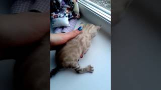 Редкий бенгальский окрас Редкий бенгальский окрас