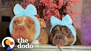 Rescue Pittie Purrs When His Mom Massages Him | The Dodo