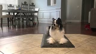 Dog push-ups by tropicalmk 47 views 3 years ago 1 minute, 13 seconds