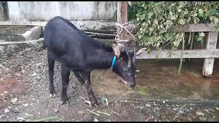 Kambing hutan sumatera