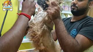 Lhasa Apso Puppy Grooming (Full Groomig) | Pet Grooming In Kolkata | Lhasa Apso Dog Grooming Styles