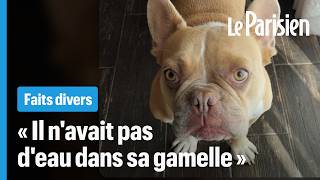 Download Lagu Son chien est mort dans la soute d’un avion, Anaïs porte plainte MP3 Download Lagu Son chien est mort dans la soute d’un avion, Anaïs porte plainte MP3