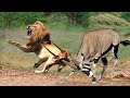 OMG! Sharp-Horned Animals Gemsbok, Kudu, Wildebeest, Use This Weapon To Kill LIONS To Rescue Fellow