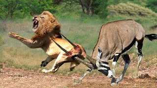 OMG! Sharp-Horned Animals Gemsbok, Kudu, Wildebeest, Use This Weapon To Kill LIONS To Rescue Fellow