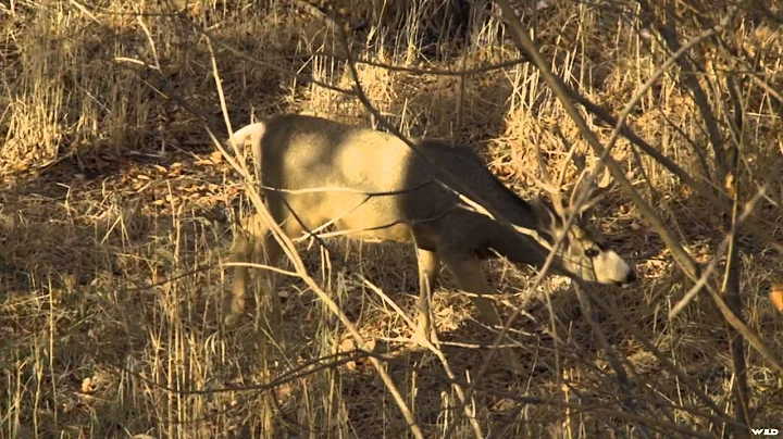 Archer's Choice - Colorado Mule Deer Hunt