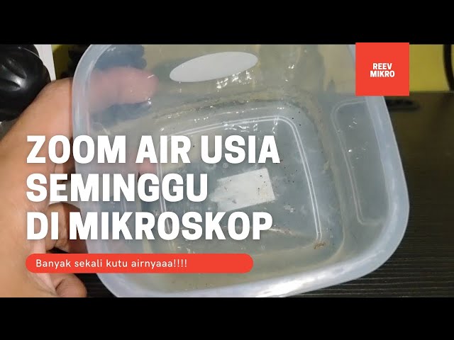 Zoom Air Usia Seminggu Di Mikroskop?!!!Banyak Kutu airnyaaa!!! class=