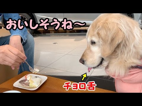 ケーキ食べる飼い主に可愛い表情でおねだりするゴールデンレトリバーのはっち Youtube