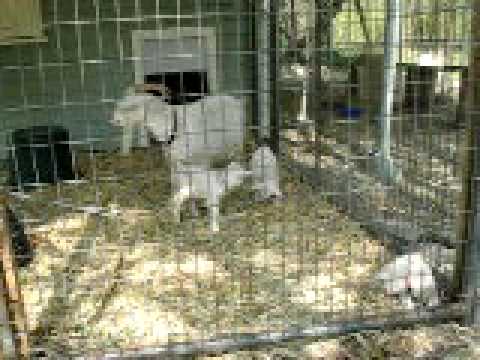 video phone beyonce mp3 Triplet Pygora goats less than one day old playing