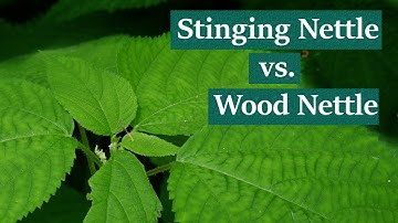 Foraging and Eating Stinging Nettles