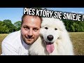 CIEKAWOSTKI O HODOWLI SAMOYEDA W DOMU