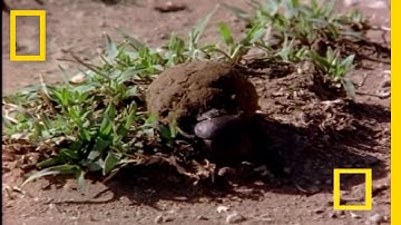 African Dung Beetle | National Geographic