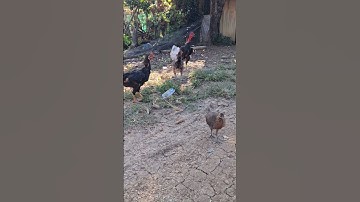 poj qaib hmoob daug qaib qus.gà mái ta để ra gà rừng cực đẹp luân