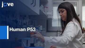 Human P53 studied by yeast as Functional Assays | Protocol Preview