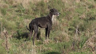 Galgos y Liebres 2023 by Marcos Adrian Machado 127,522 views 1 year ago 4 minutes, 16 seconds