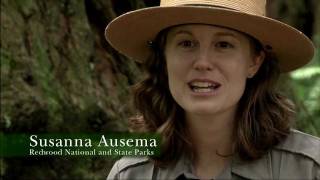 Susanna is a park ranger at redwood national & state park's wolf
education center. we asked her what special about the redwoods and
thoughts on im...