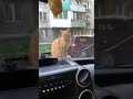 Любопытный кот!)