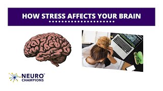 How Stress Affects Your Brain | Neuro Champions