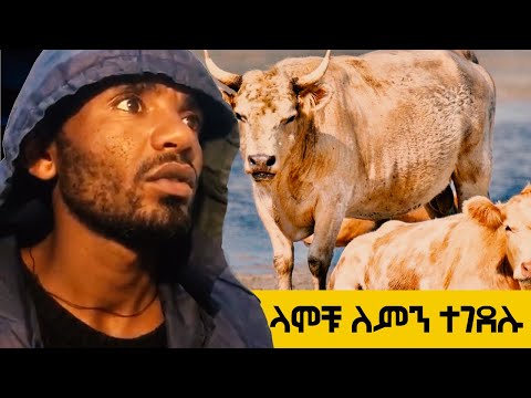 ቪዲዮ: የሕንድ ላሞች ለምን ጉብታ አላቸው?