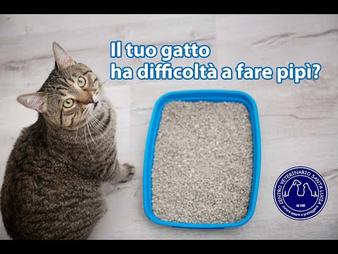 Video: Blocco urinario nei gatti: una vera emergenza